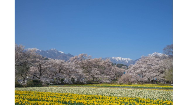 日本人はなぜ桜や花見が好きなのか？！子連れで花見の際の注意点も解説！