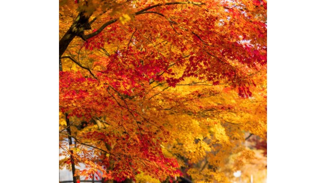 「秋の絶景」はどう生まれる？　紅葉・黄葉のしくみについて