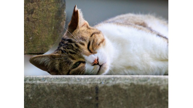 さくら耳の猫ちゃんを見たことある？ ～「地域猫」と「地域猫活動」とは～