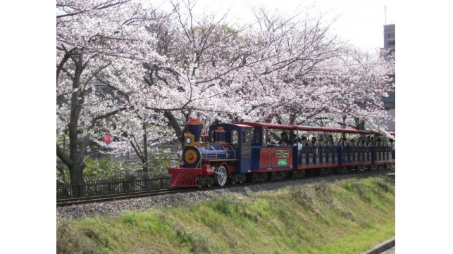桜の開花まであと１週間！？愛知県内の親子で行く特にオススメな花見スポットはここ！
